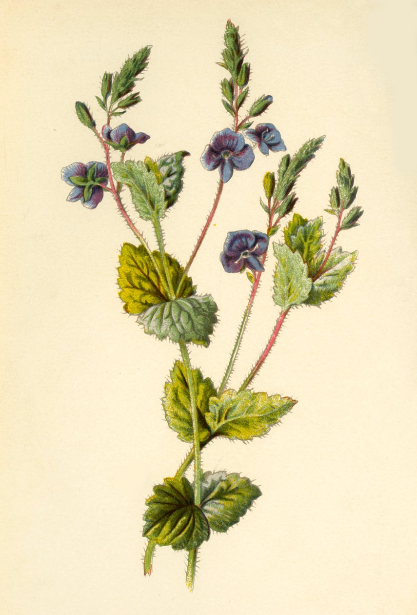 Germander Speedwell, 1877. de Frederick Edward Hulme