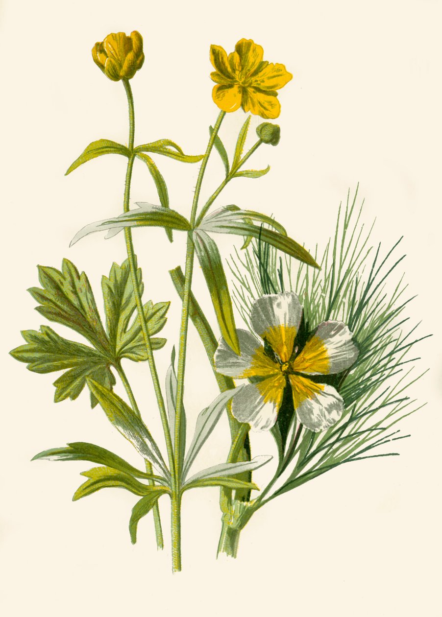 Cachinhos Dourados. Ranúnculo da água, 1877. de Frederick Edward Hulme