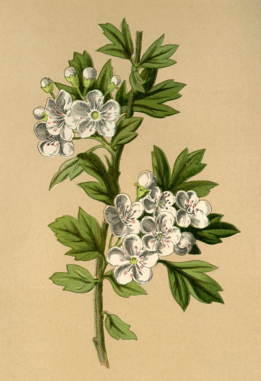 Hawthorn, 1877. de Frederick Edward Hulme