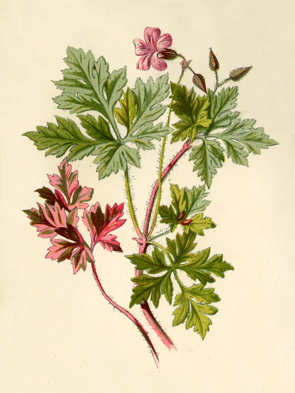 Herb-Robert, 1877. de Frederick Edward Hulme