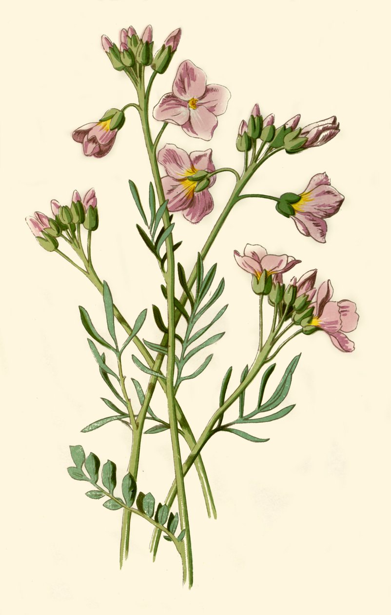 Bata de Ladys, agrião ou flor de cuco, 1877. de Frederick Edward Hulme