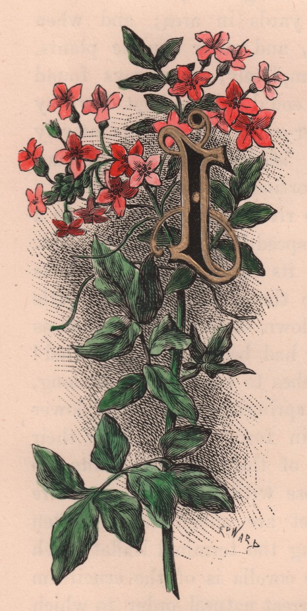 Letra I, letra com tampa, gravura em aguarela, cm 10x5, de Frederick Edward Hulme (1841-1909) de The familiar Garden Flower, cerca de 1880 de Frederick Edward Hulme