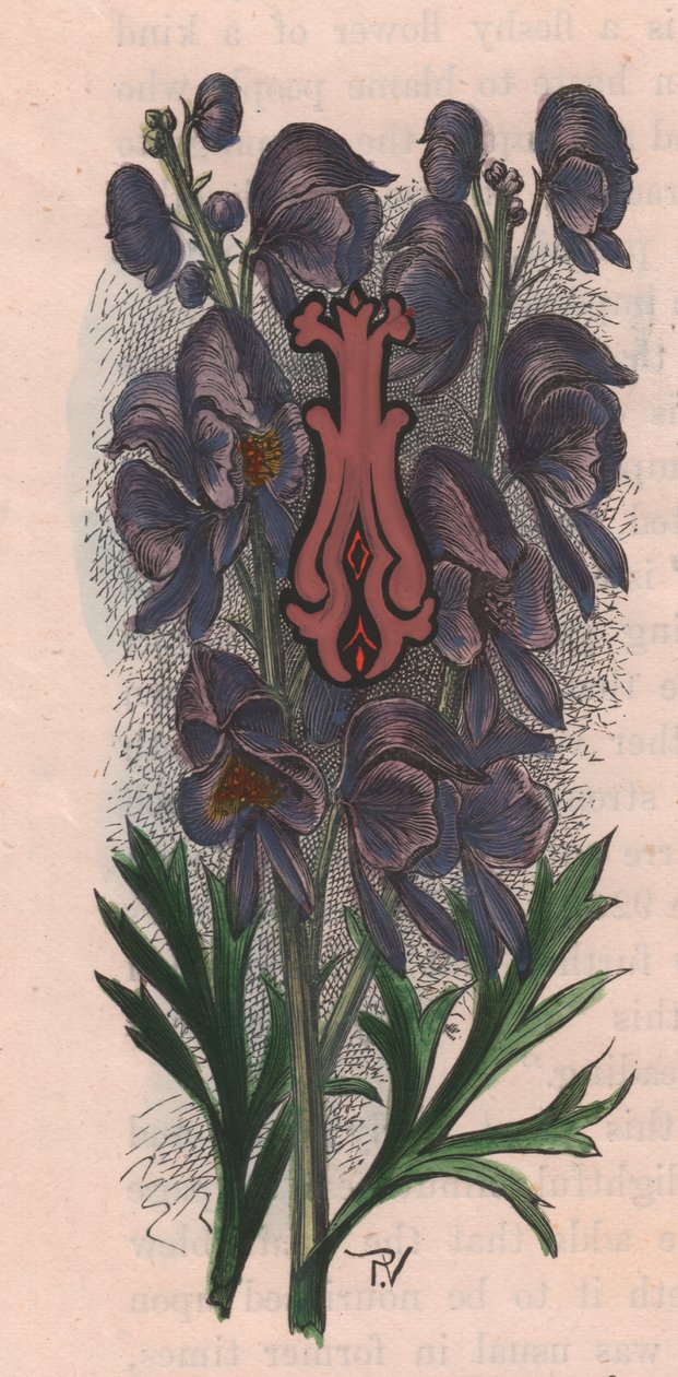 Letra I, letra com tampa, gravura em aguarela, cm 10x5, de Frederick Edward Hulme (1841-1909) de The familiar Garden Flower, cerca de 1880 de Frederick Edward Hulme