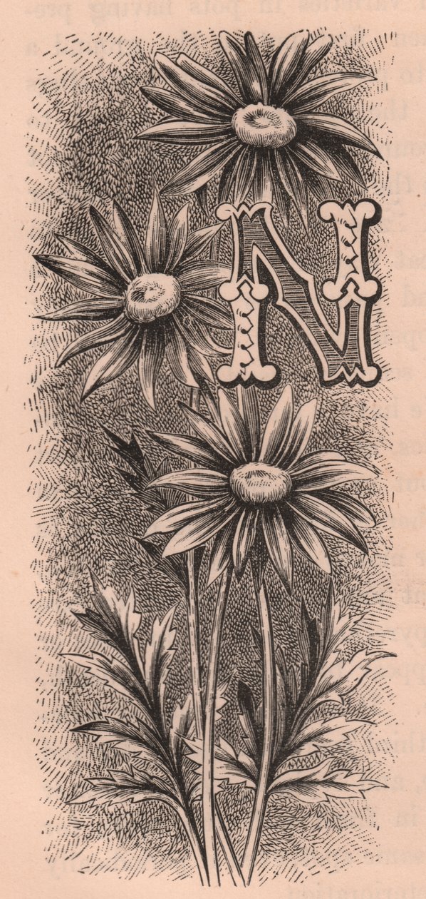 Letra N, letra de boné, gravura, cm 10x5, de Frederick Edward Hulme (1841-1909) de The familiar Garden Flower, circa 1880 de Frederick Edward Hulme