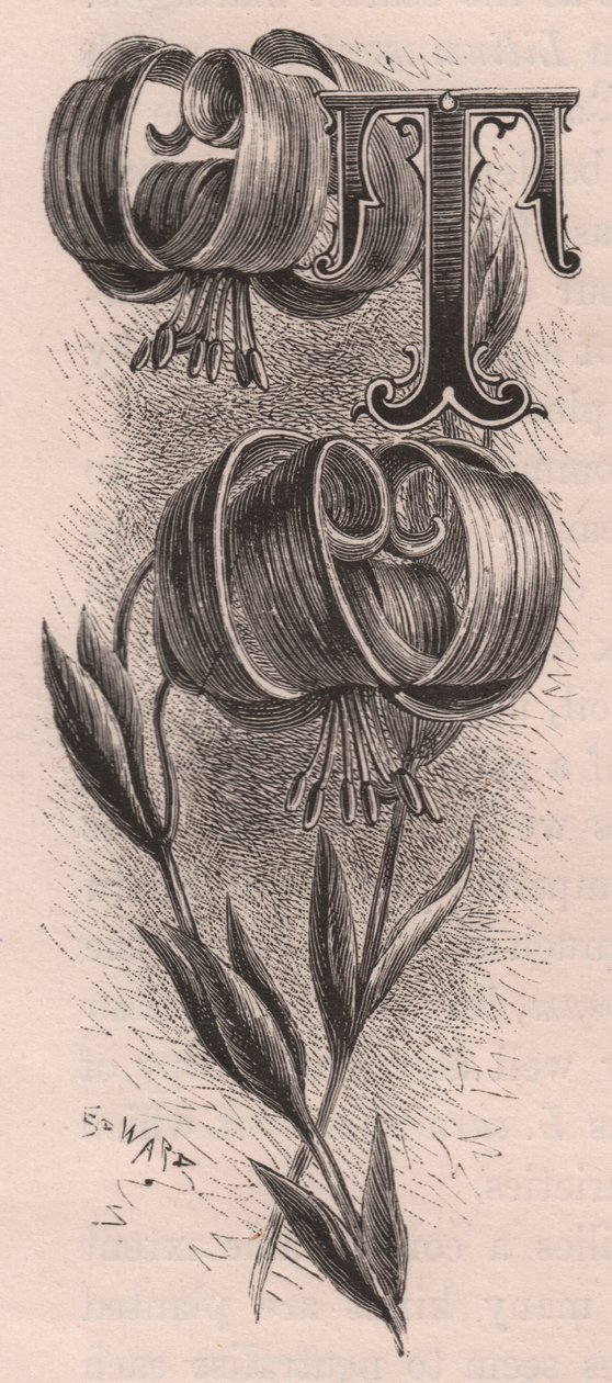 Letra T, letra maiúscula, gravura, cm 10x5, de Frederick Edward Hulme (1841-1909) de The familiar Garden Flower, cerca de 1880 de Frederick Edward Hulme