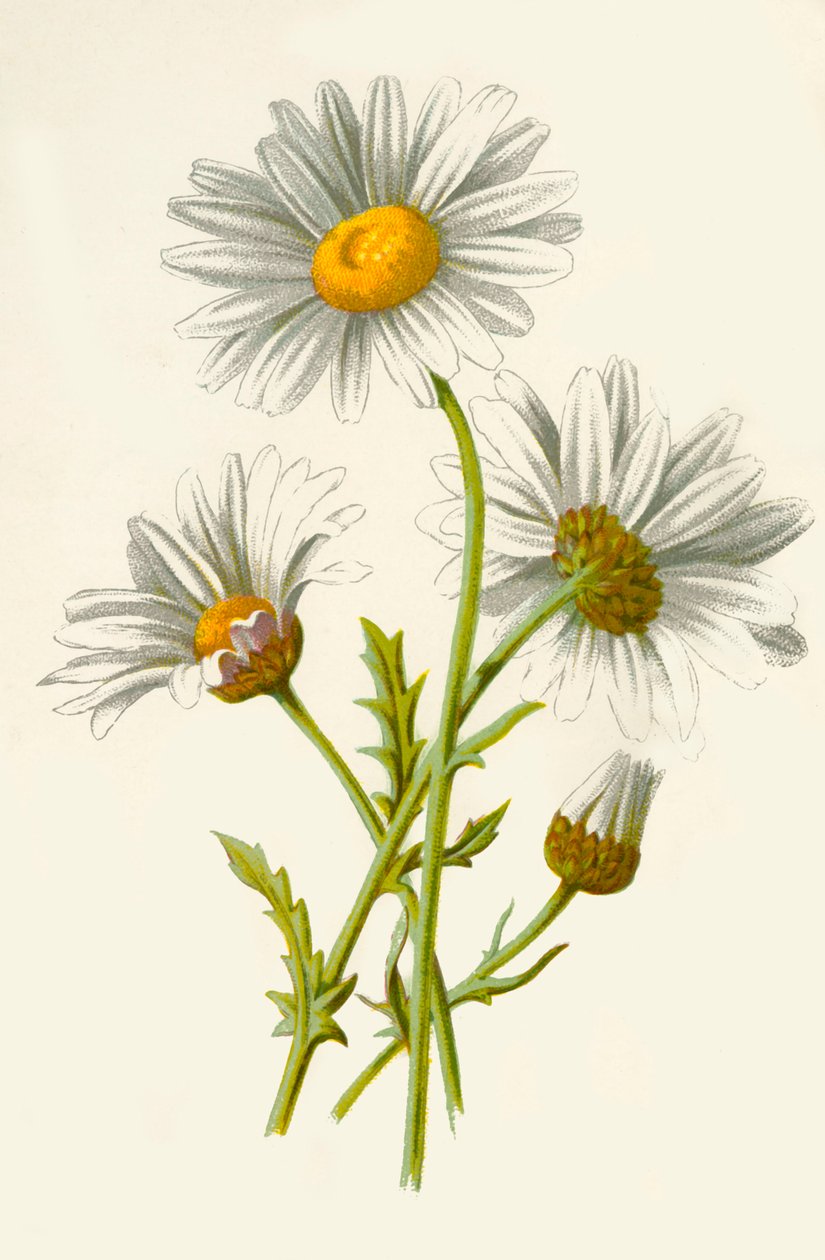 Margarida Olho de Boi, 1877. de Frederick Edward Hulme