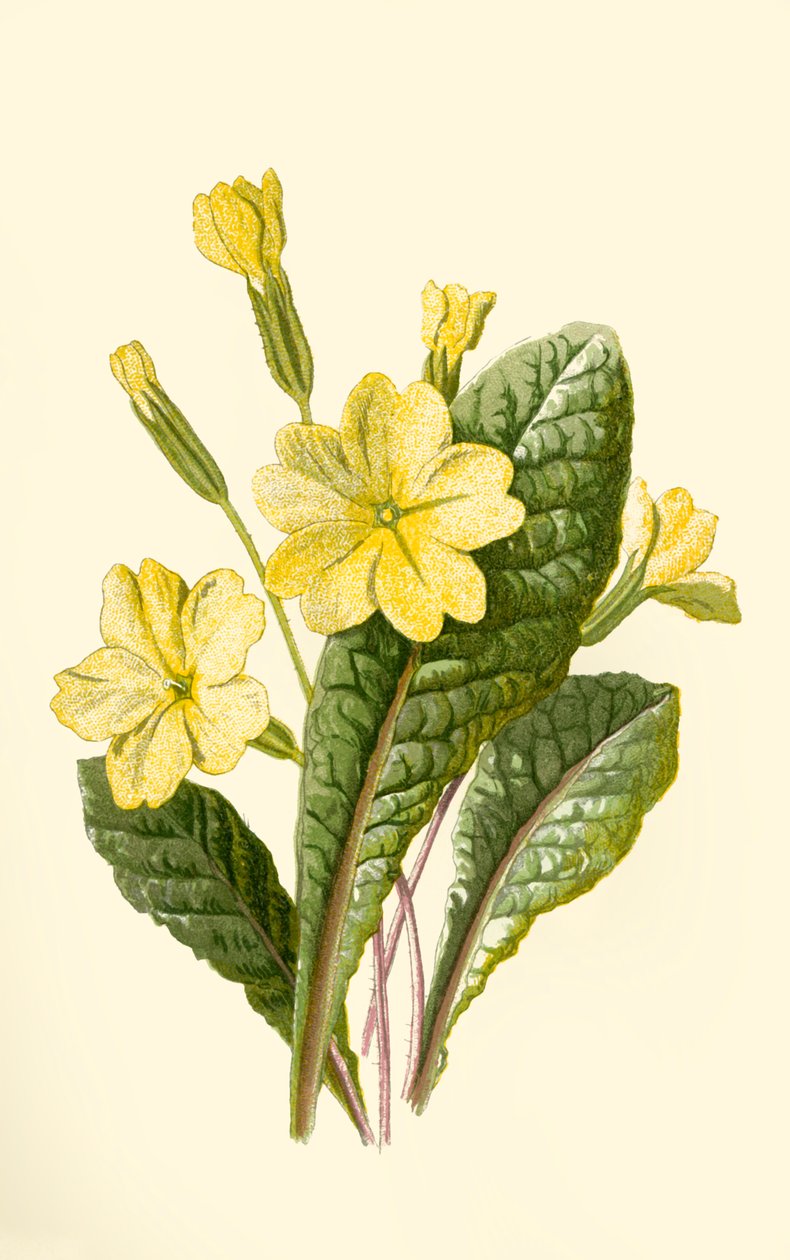 Prímula, 1877. de Frederick Edward Hulme