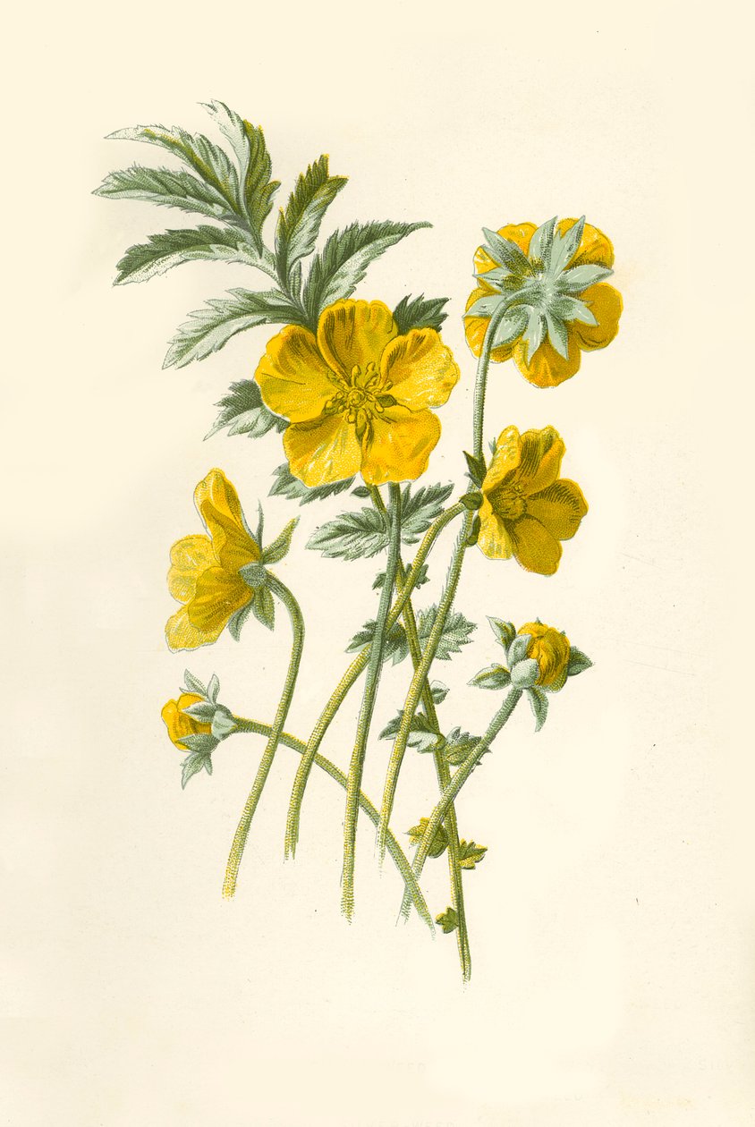 Erva-prateada, 1877. de Frederick Edward Hulme