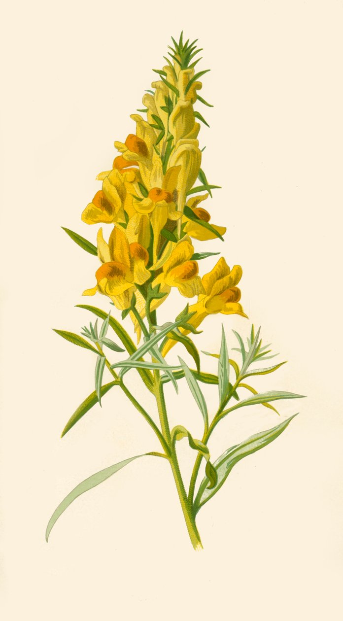 Toadflax, 1877. de Frederick Edward Hulme