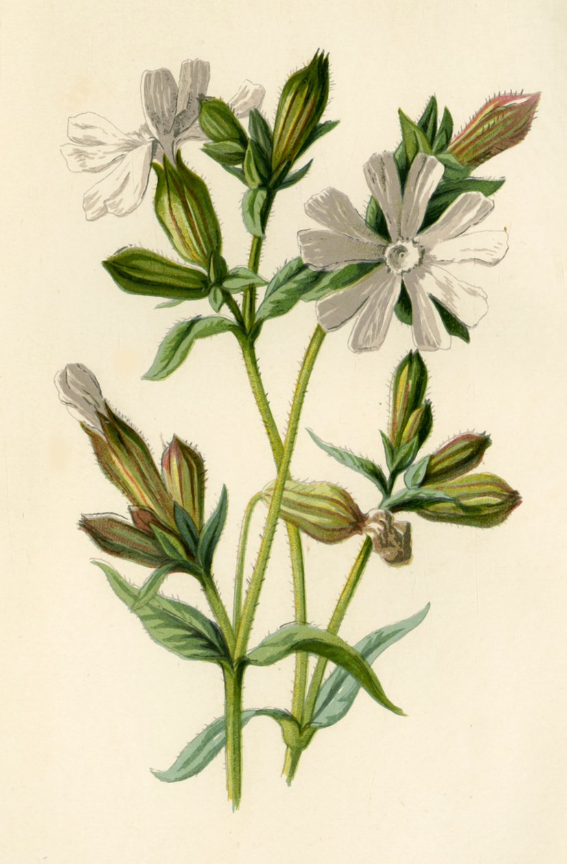 Campion Branco, 1877. de Frederick Edward Hulme