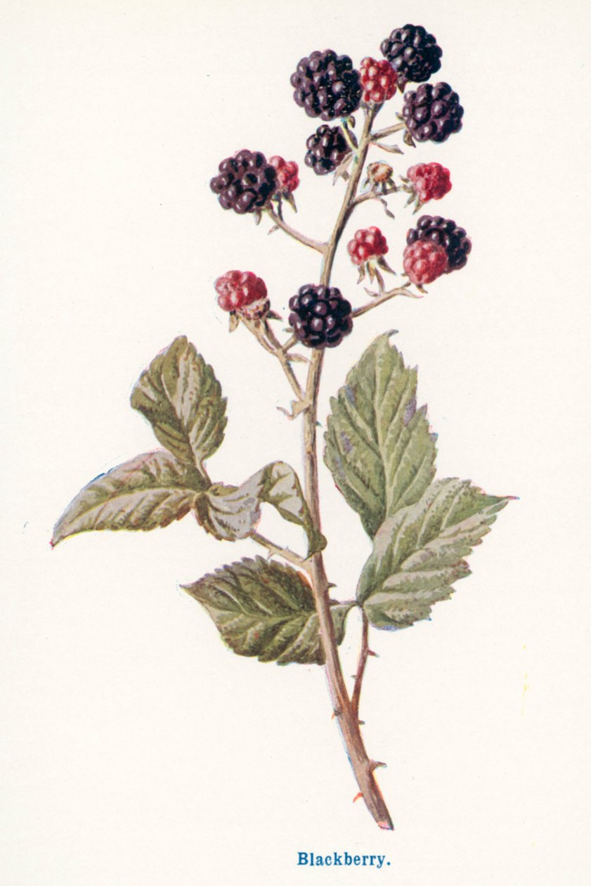  de Frederick Edward Hulme