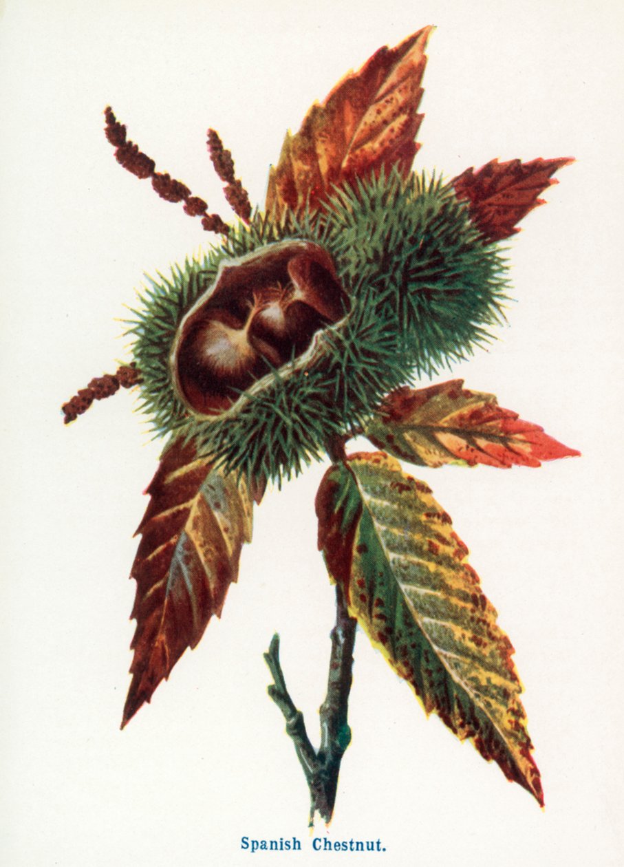  de Frederick Edward Hulme