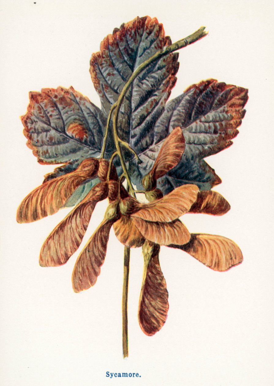  de Frederick Edward Hulme