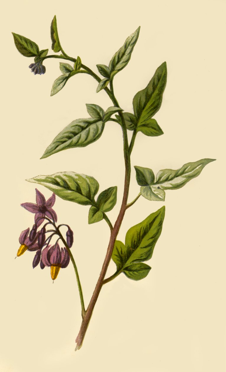 Woody - Nightshade, 1877. de Frederick Edward Hulme