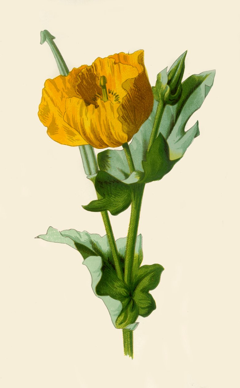 Papoula com chifres amarela, 1877. de Frederick Edward Hulme