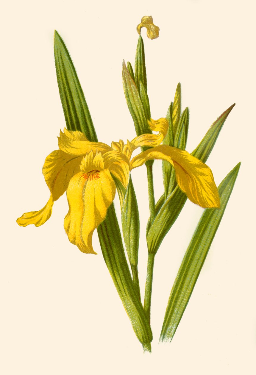 Íris amarela, 1877. de Frederick Edward Hulme