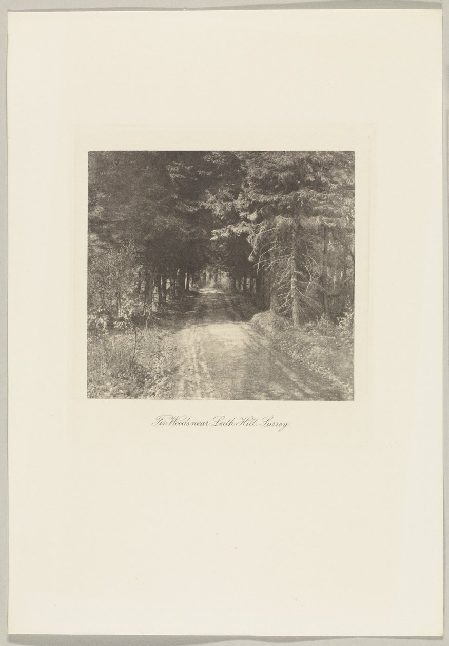 Bosque de abetos perto de Leith Hill, Surrey de Frederick H. Evans