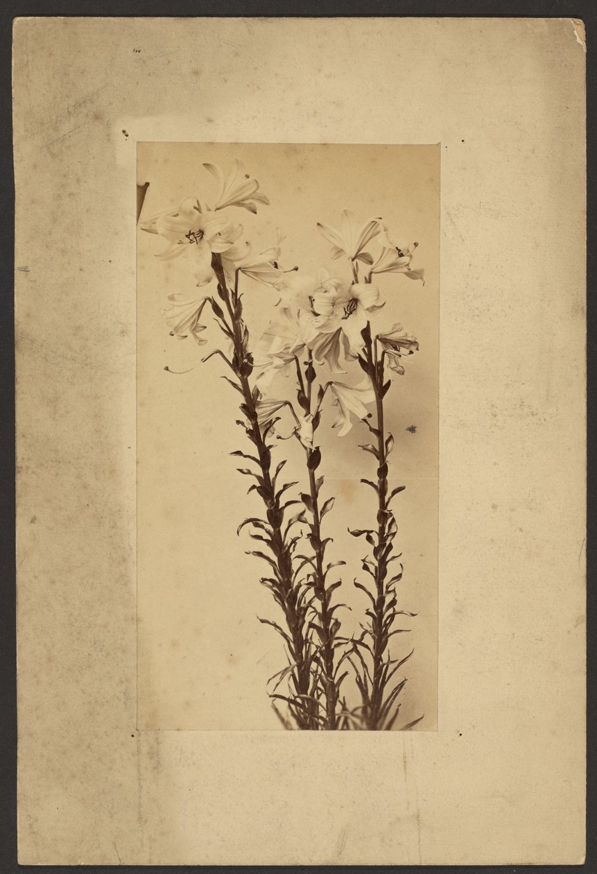 [Day Lily] de Frederick H. Hollyer
