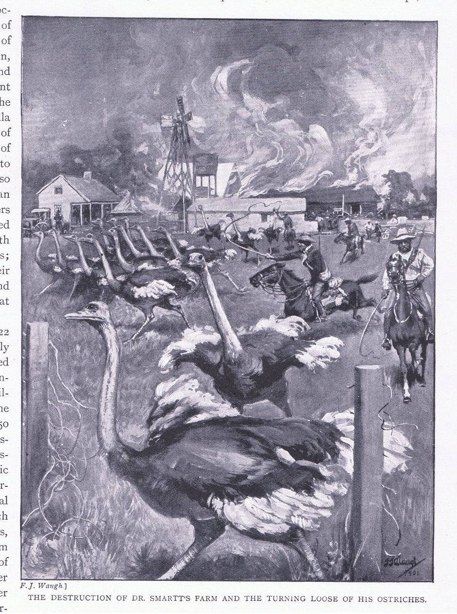 A destruição da fazenda do Dr. Smarts e a reviravolta dos avestruzes, de After Pretoria: The Guerilla War, publicado pela Harmsworth Bros Limited, 1901 de Frederick Judd Waugh