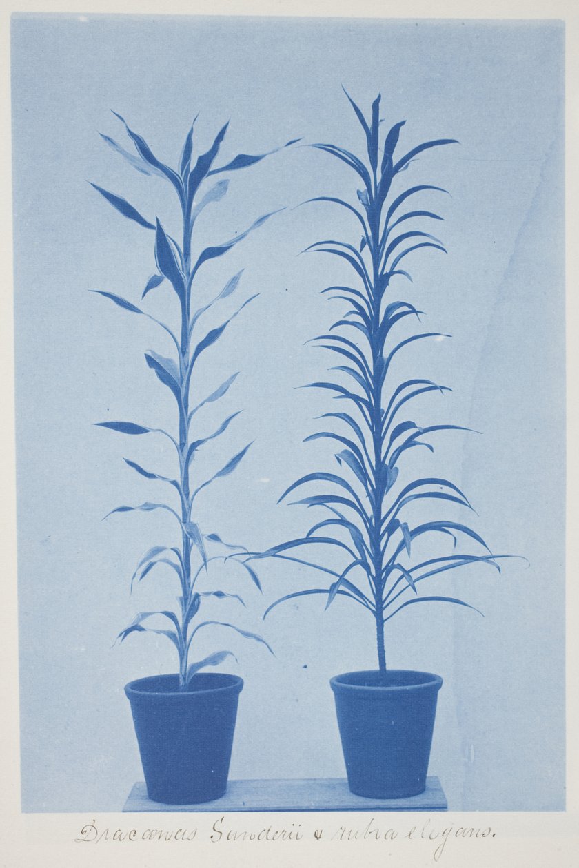 Draconas Sunderii et rubia elogans, finais do século XIX e início do século XX (cianótipo em papel tecido de creme) de Frederick K. Coulson