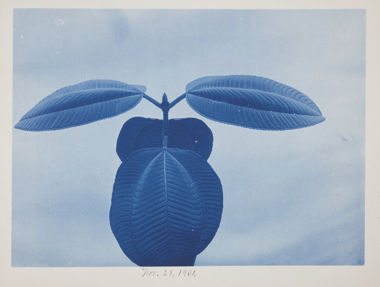 Tibouchina, 28 de novembro de Frederick K. Coulson