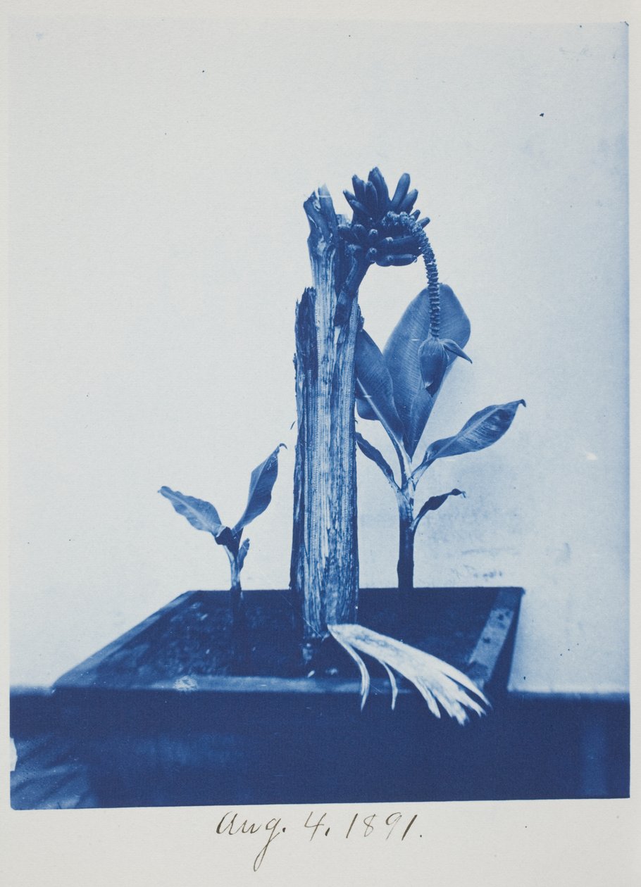 Sem título, 4 de agosto de Frederick K. Coulson
