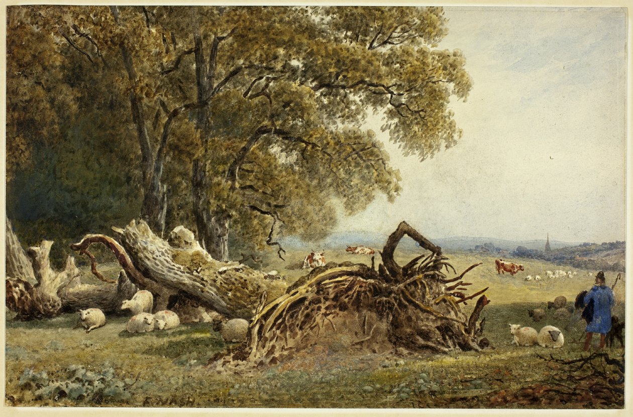 Ovelhas, vacas e pastor por árvore desarraigada de Frederick Nash