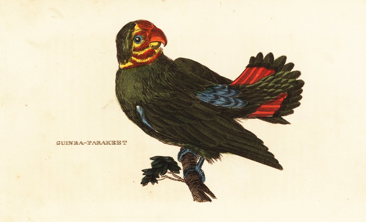 Pássaro amoroso de cabeça vermelha, Agapornis pullarius de Frederick Polydor (after) Nodder