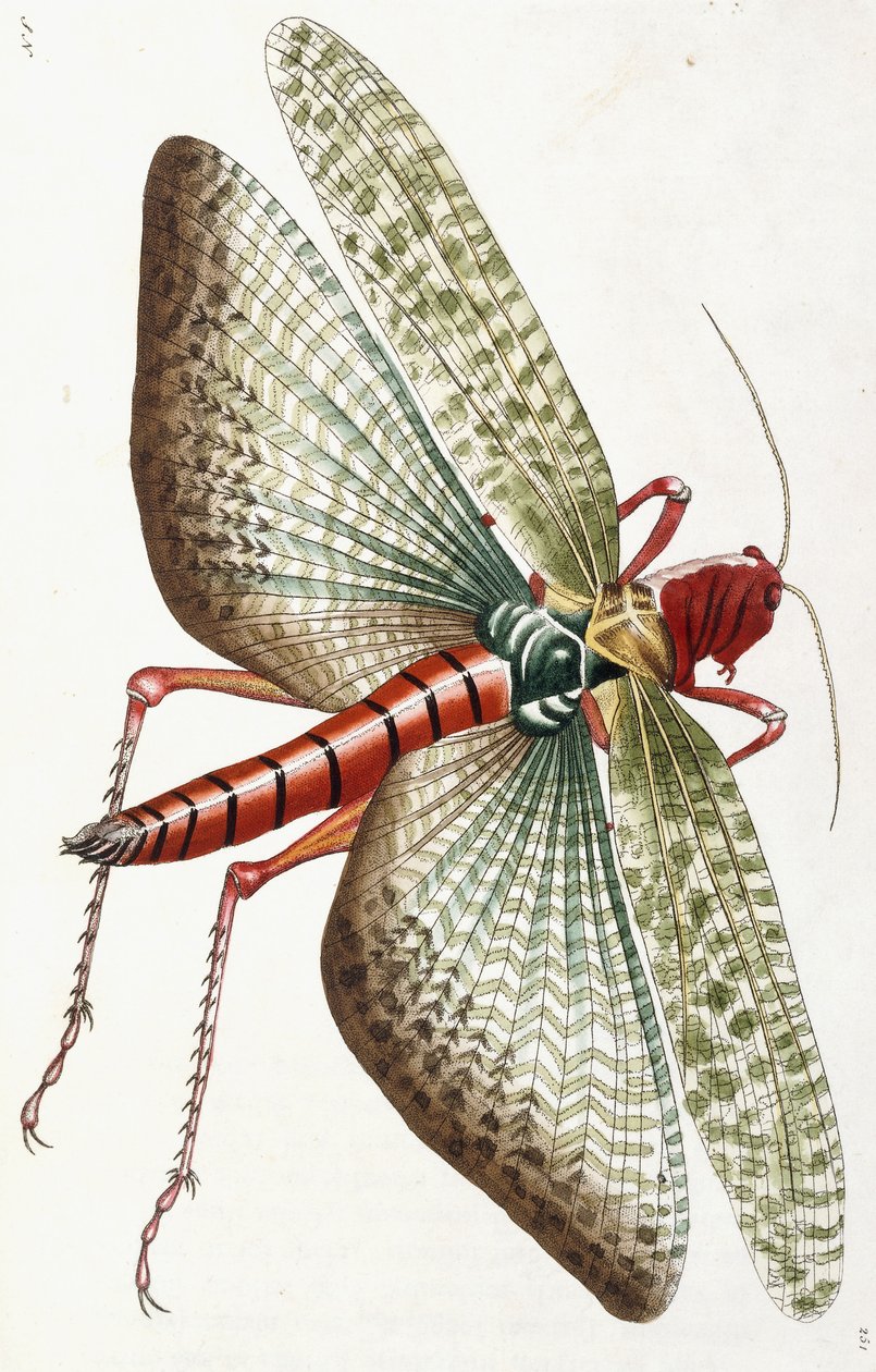 Gafanhoto egípcio, 1790 de Frederick Polydor Nodder
