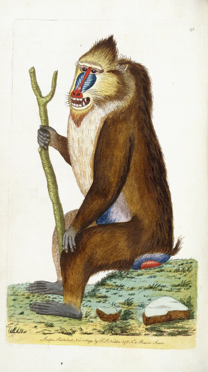 Babuíno variado ou Mandrill Mandrillus sphinx de Frederick Polydor Nodder