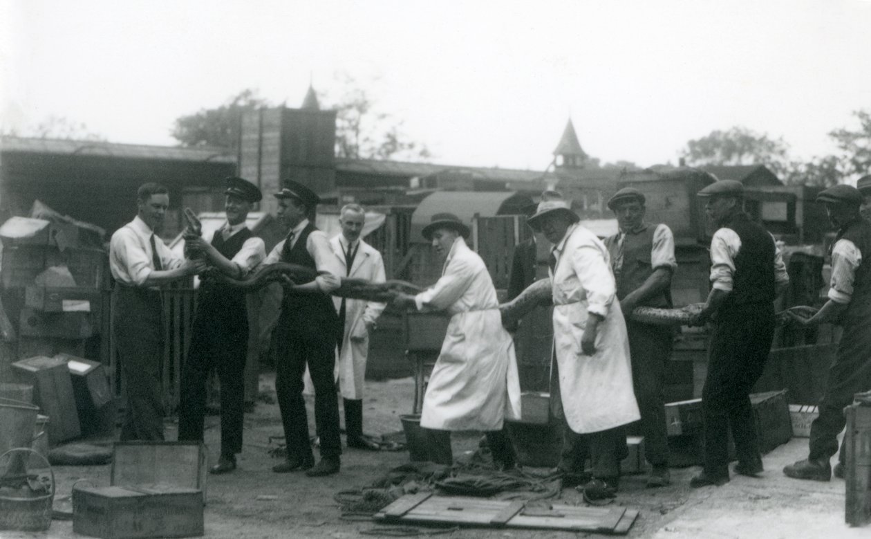 Um Python de 20 pés de comprimento sendo carregado por onze membros da equipe da Zoological Society, London Zoo, em junho de 1925 de Frederick William Bond