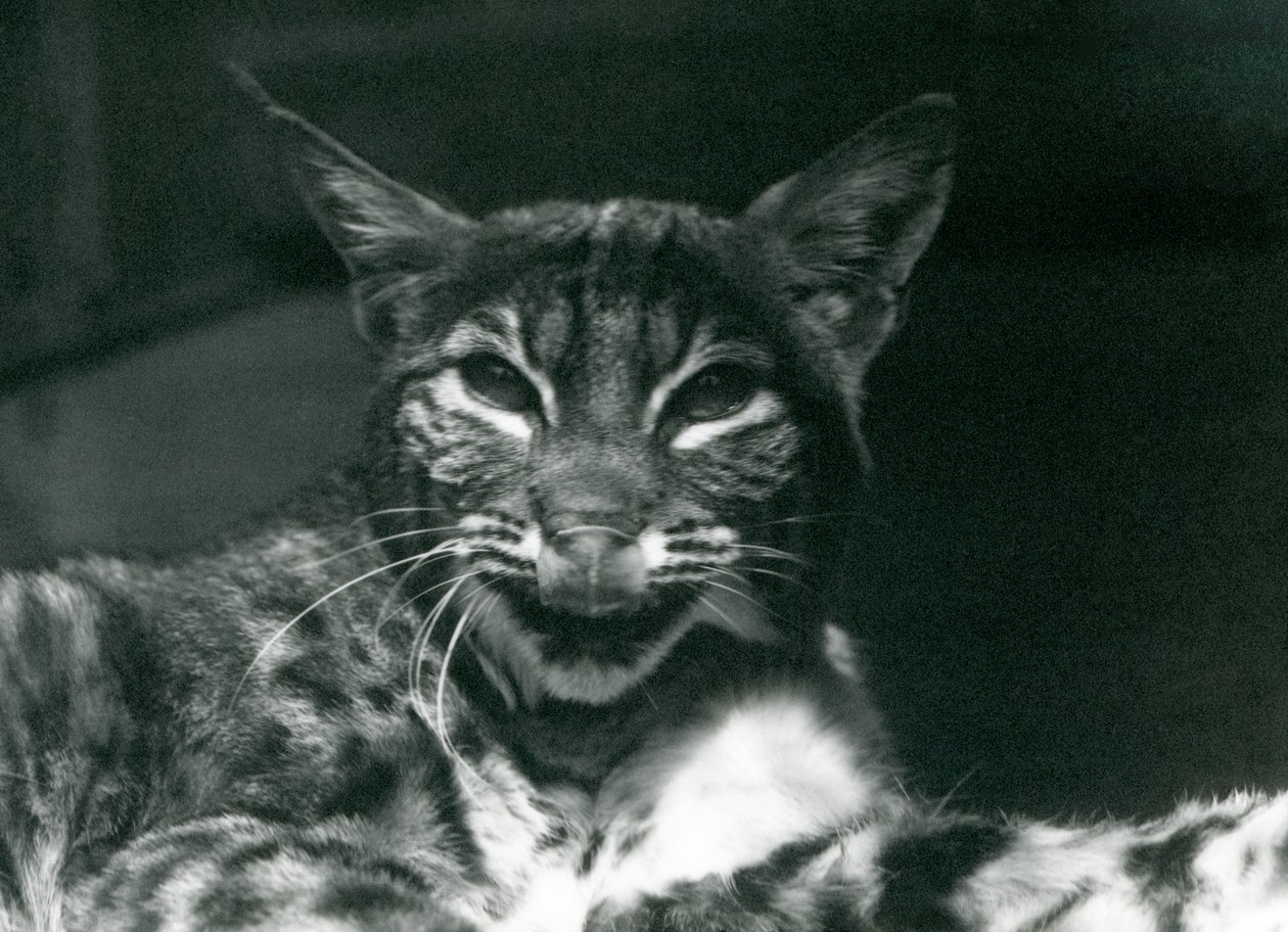 Um bebê LynxBobcat lambendo os lábios, zoológico de Londres, em junho de 1925 de Frederick William Bond