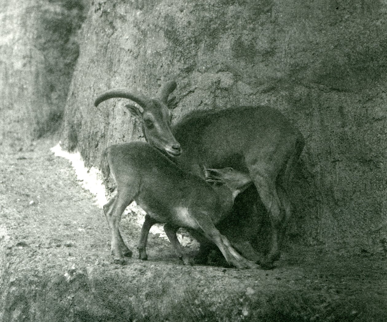 A Sheep BarbaryAoudadWaddanAruiArruis alimentando seu cordeiro no Mappin Terraces, London Zoo, em agosto de 1927 de Frederick William Bond