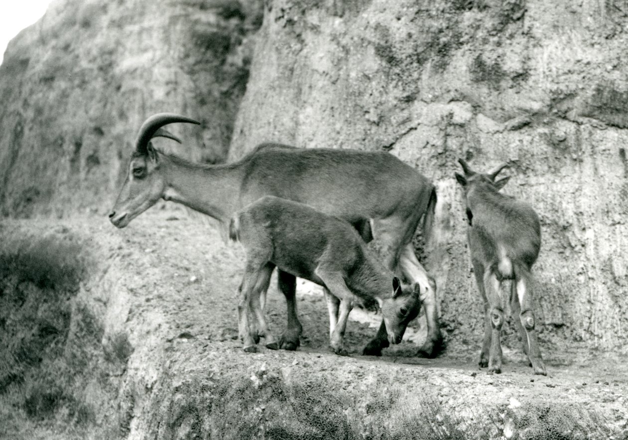 Uma ovelha Barbary/Aoudad/Waddan/Arui/Arruis com seus dois filhotes no Mappin Terraces, Jardim Zoológico de Londres, agosto de 1927 (foto a p/b) de Frederick William Bond
