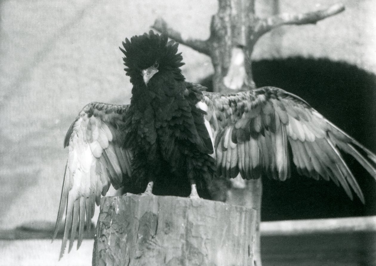Águia Bateleur, fica, ligado, um, toco árvore, e, espalhe, seu, asas, londres, jardim zoológico, 1925 de Frederick William Bond