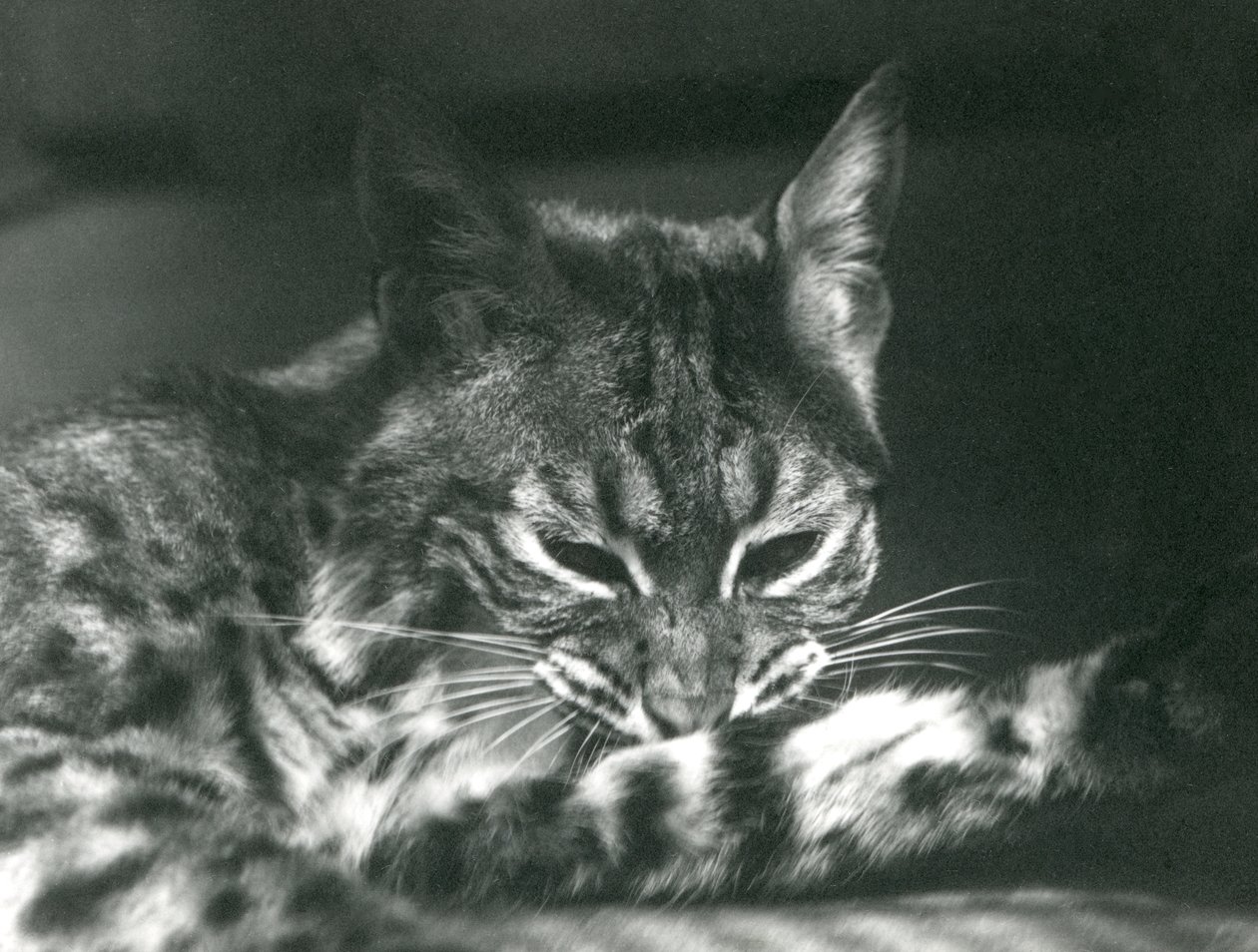 Um grooming do LynxBobcat da baía de Frederick William Bond