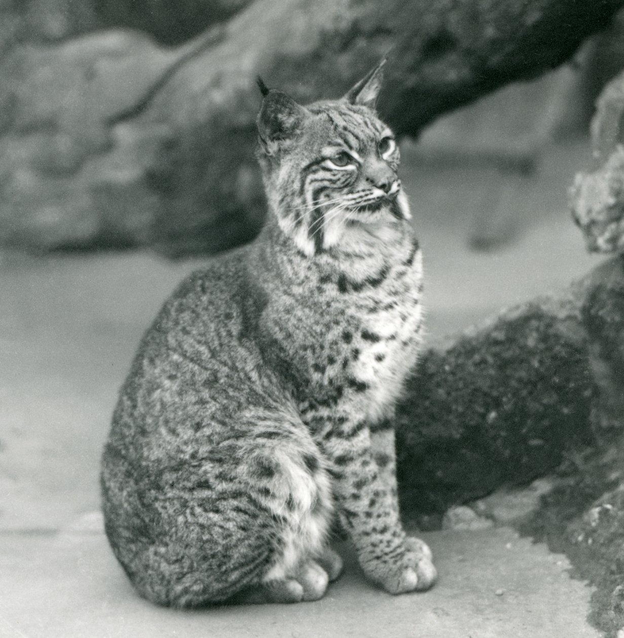 A Bay Lynx ou Bobcat sentando-se no zoológico de Londres, em março de 1927 de Frederick William Bond