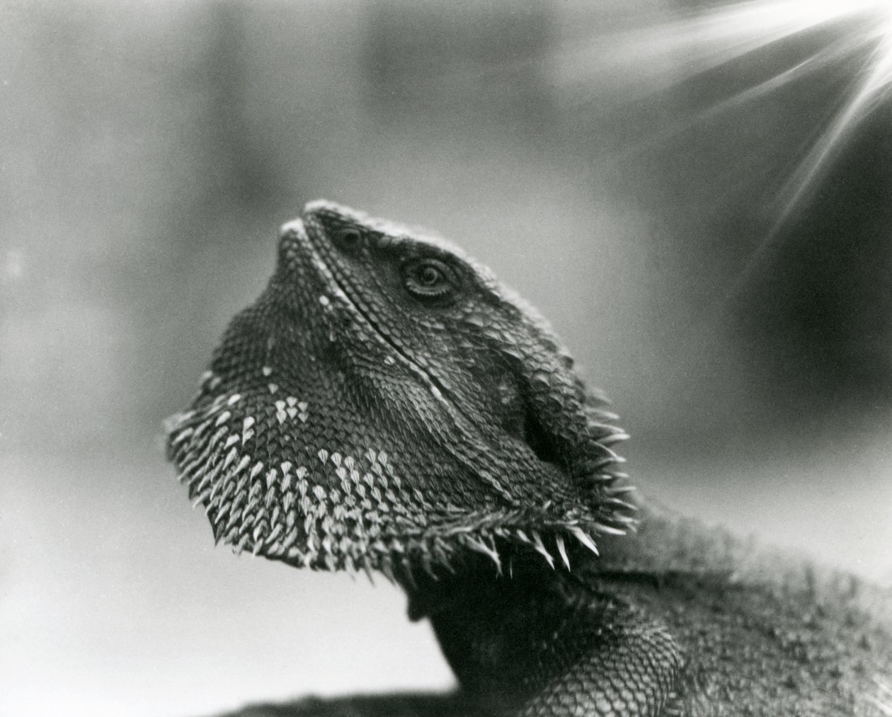 Um Lagarto Barbudo a olhar para o Jardim Zoológico de Londres em 1930 (foto a p/b) de Frederick William Bond