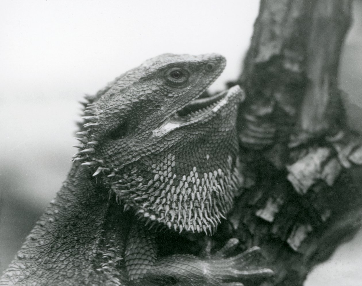 Um Lagarto Barbudo com a boca aberta, agarrado a uma filial, o Jardim Zoológico de Londres de Frederick William Bond