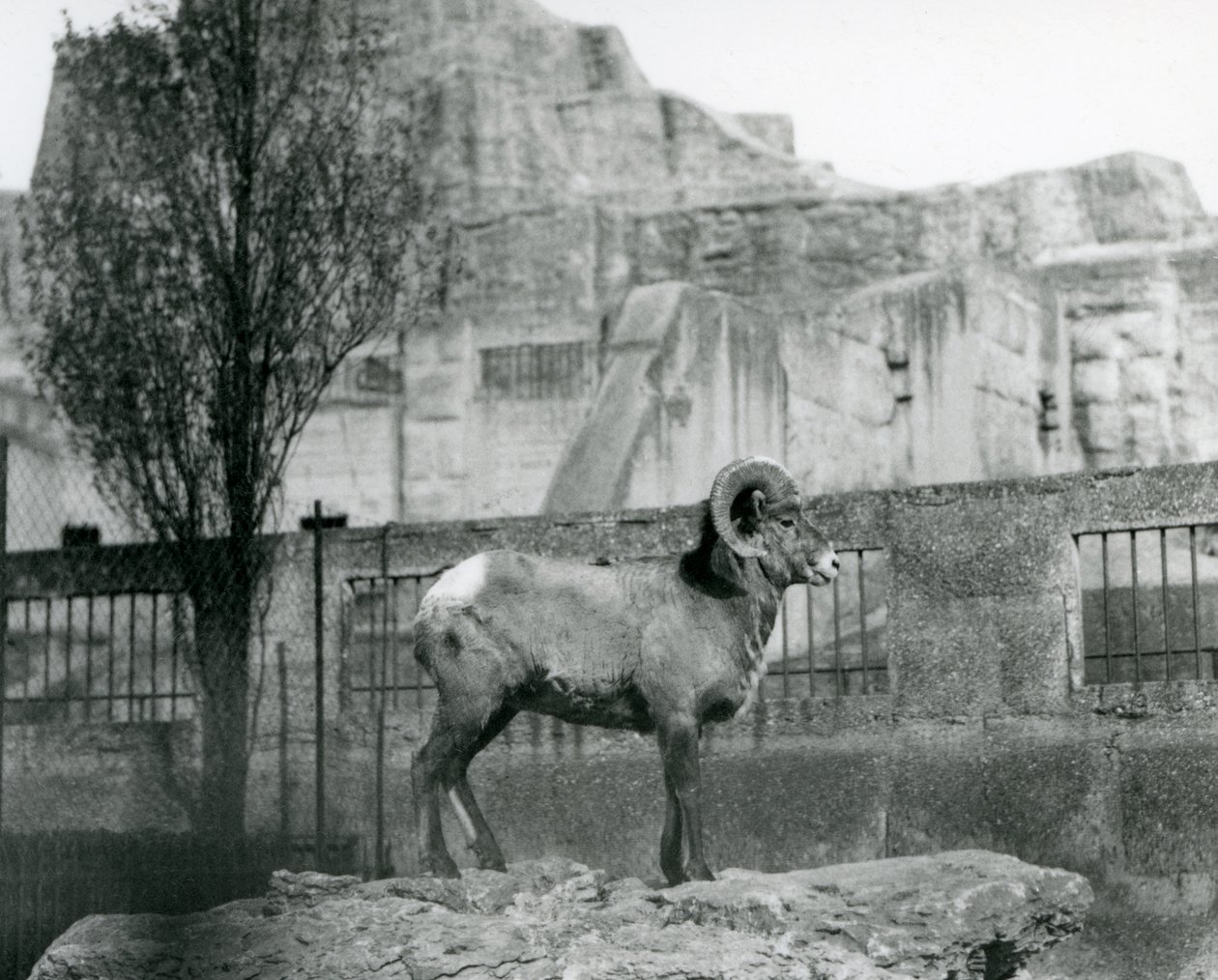 Um carneiro Bighorn Sheep em pé sobre uma rocha, olhando para o seu recinto aos pés do Mappin Terraces, Jardim Zoológico de Londres. 1931 (foto a p/b) de Frederick William Bond