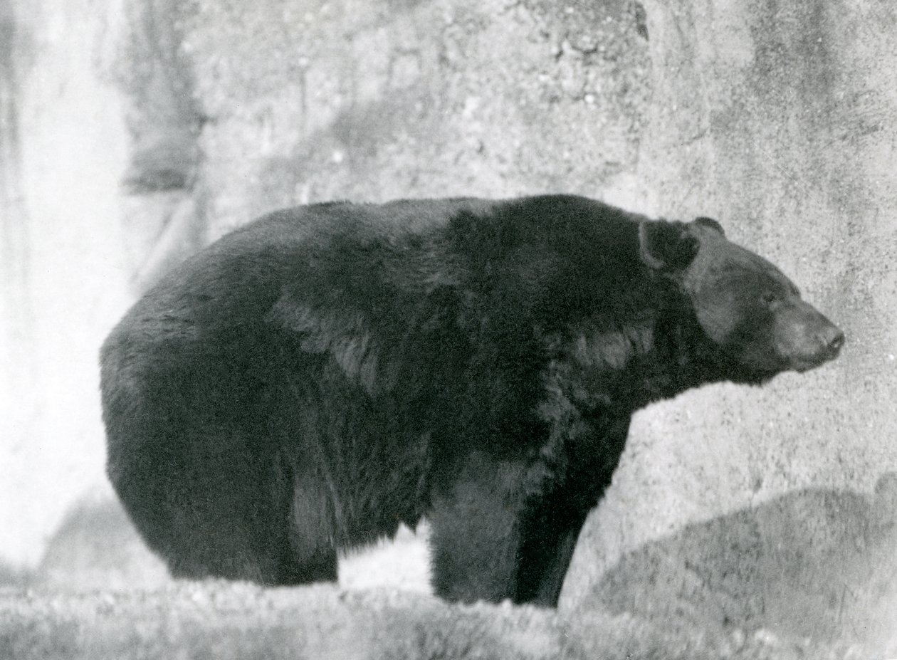Um Urso Preto em pé no seu recinto, no Mappin Terraces, no Jardim Zoológico de Londres em 1924 (foto a p/b) de Frederick William Bond