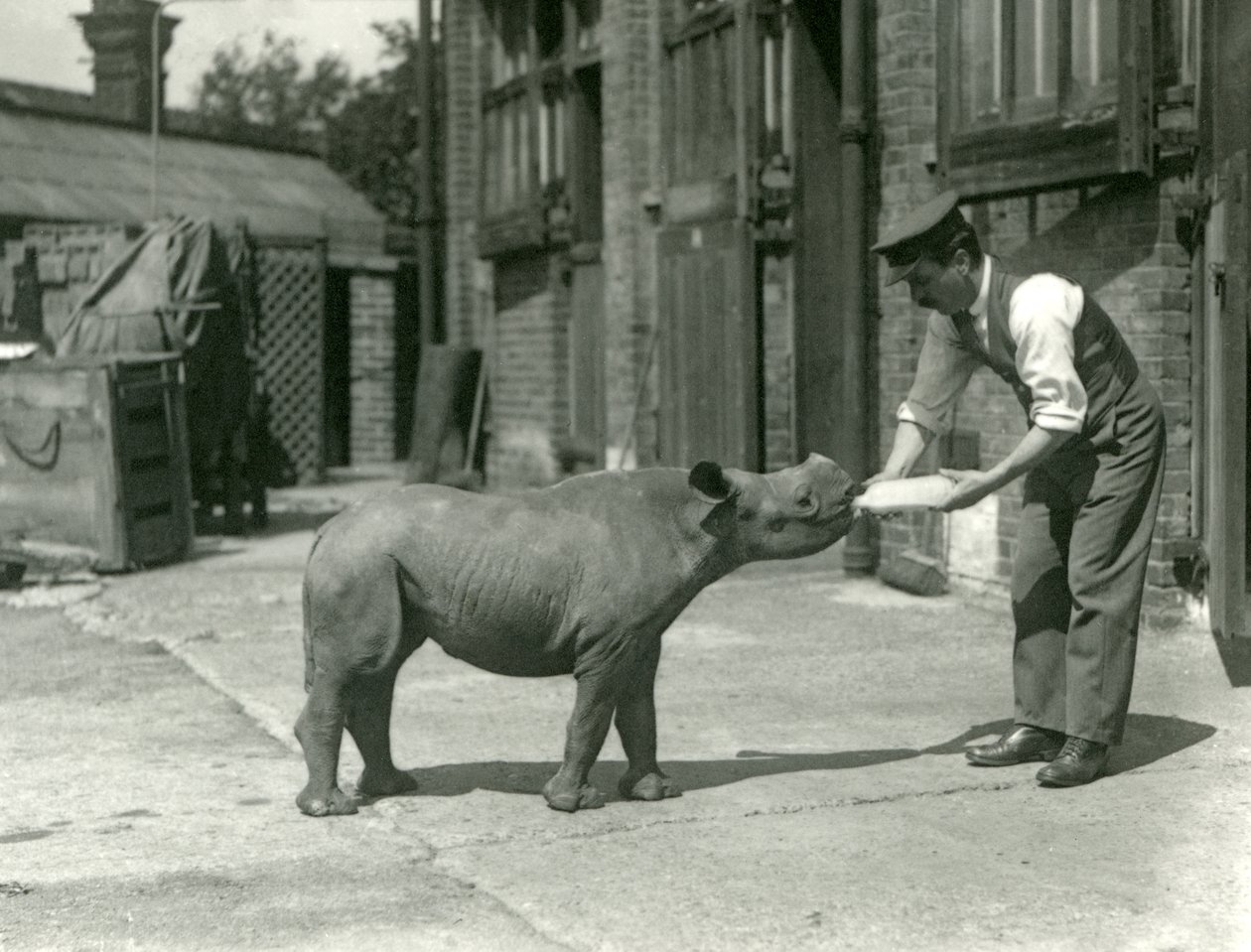 Um, rinoceronte preto, bezerro, sendo, garrafa, alimentado, por, seu, keeper, londres, jardim zoológico, setembro, 1928 de Frederick William Bond