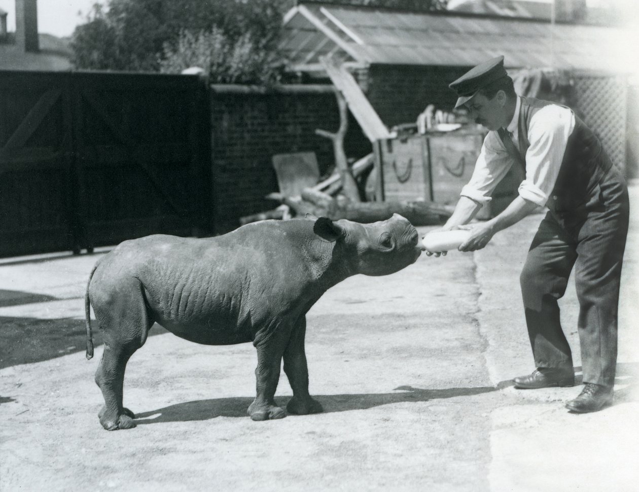 Um, rinoceronte preto, bezerro, sendo, garrafa, alimentado, por, seu, keeper, londres, jardim zoológico, setembro, 1928 de Frederick William Bond