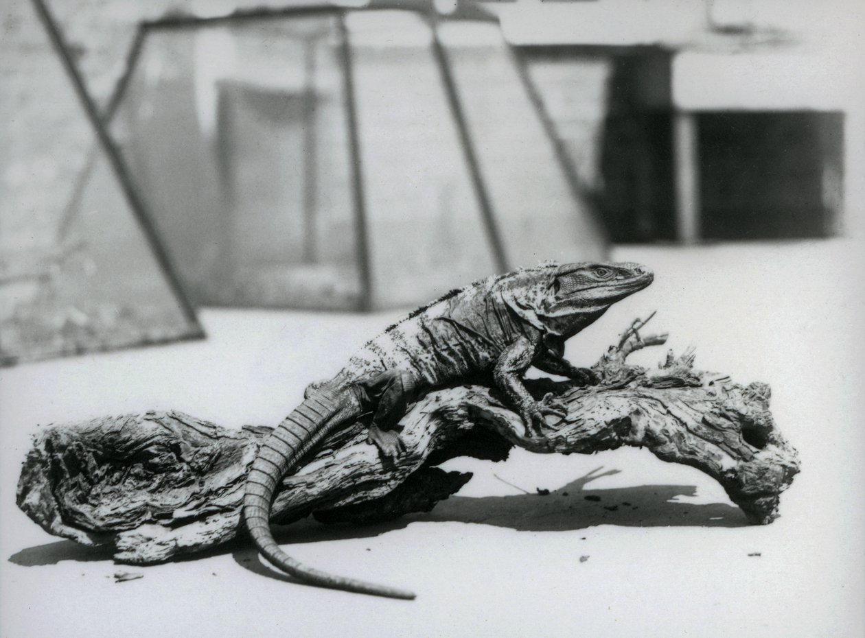 Uma Iguana de cauda preta descansando em um tronco no Zoológico de Londres em agosto de 1928 (foto a p/b) de Frederick William Bond