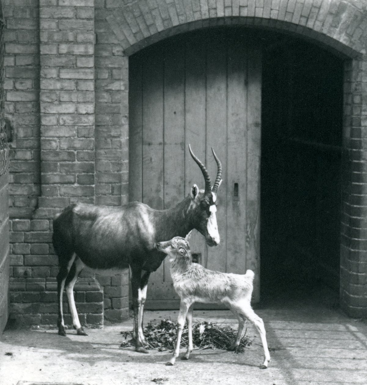 Um bezerro Blesbok com sua mãe no zoológico de Londres, em junho de 1914 de Frederick William Bond