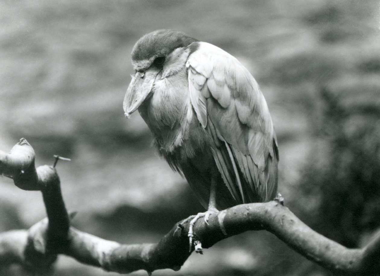 Uma garça-de-bico-bote, ou Boatbill, sentada em um galho no zoológico de Londres, em junho de 1924 de Frederick William Bond