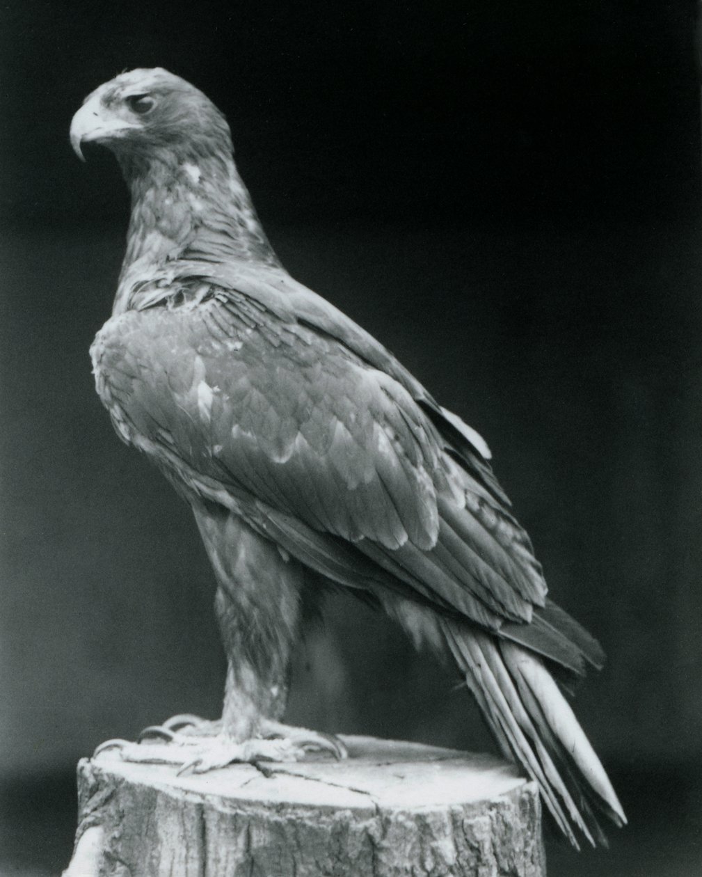 Uma águia carregada de pé sobre um toco de árvore no zoológico de Londres em junho de 1926 de Frederick William Bond