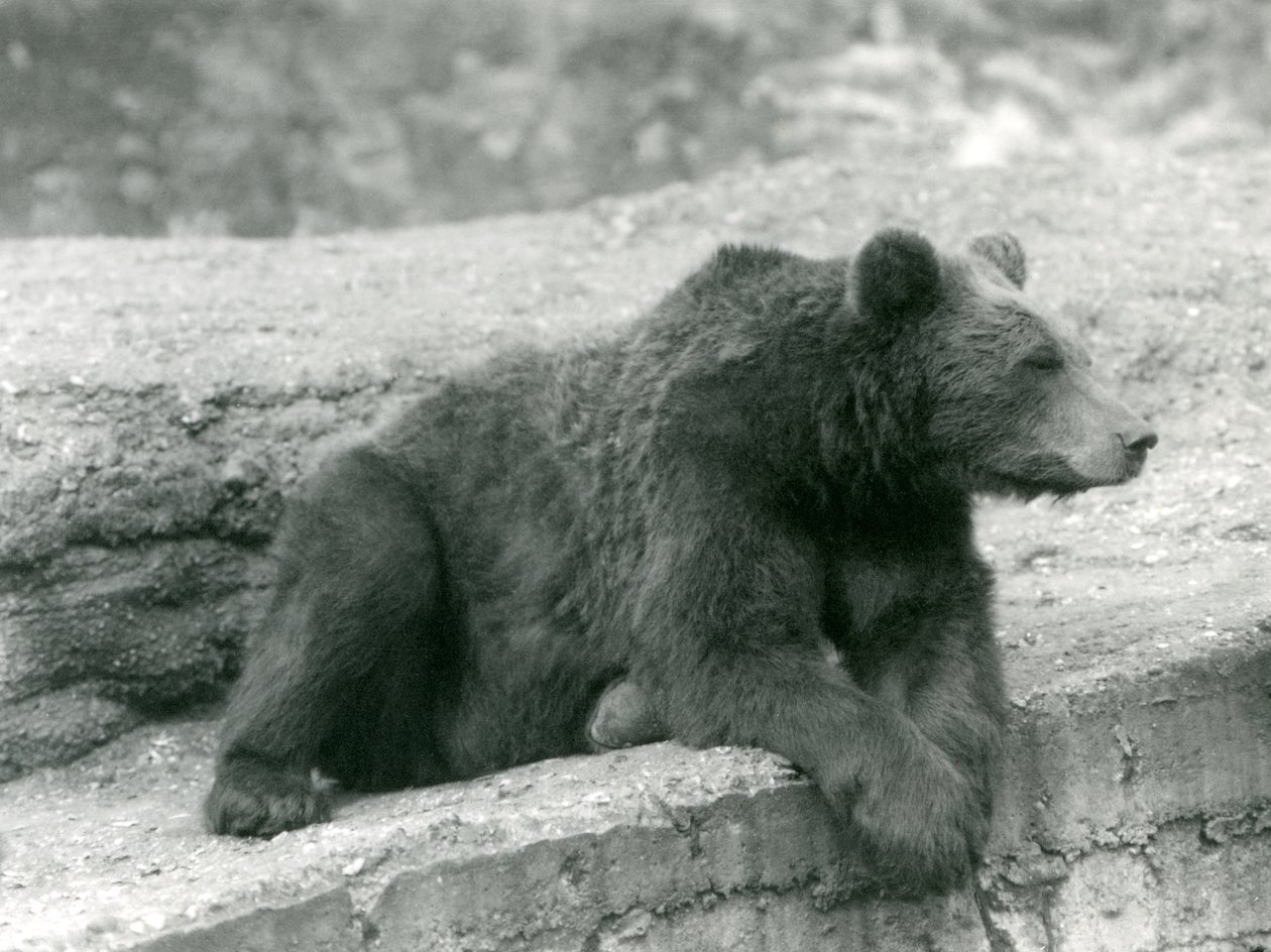 Um urso pardo descansando em uma borda no zoológico de Londres em 1924 de Frederick William Bond