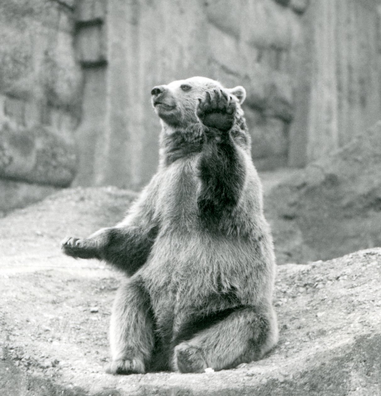 Um urso pardo sentado em uma borda rochosa, acenando uma de suas patas dianteiras, o zoológico de Londres, em setembro de 1927 de Frederick William Bond