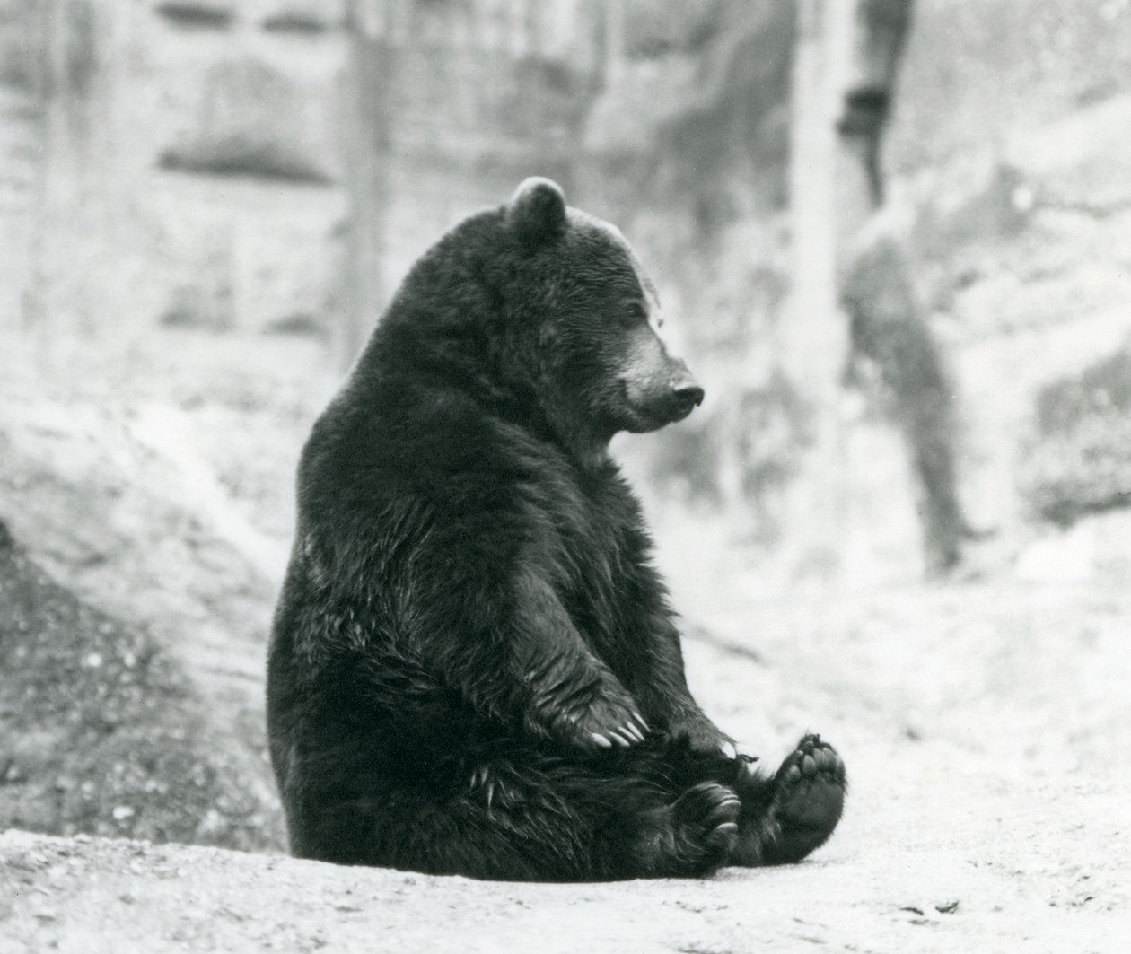 Um urso pardo sentado nas rochas dos terraços de Mappin, zoológico de Londres, em junho de 1928 de Frederick William Bond